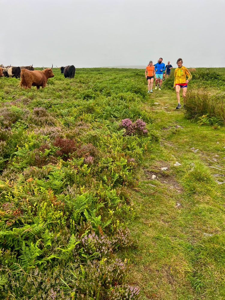 People running past some cows with Minehead Running Club
